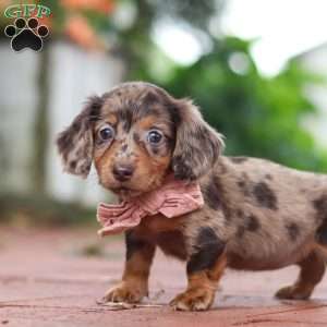 Laura, Dachshund Puppy